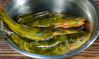 黄辣丁鱼怎么做好 黄辣丁鱼的做法